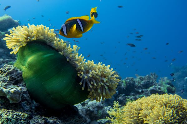 Anemone City - Ras Mohammed